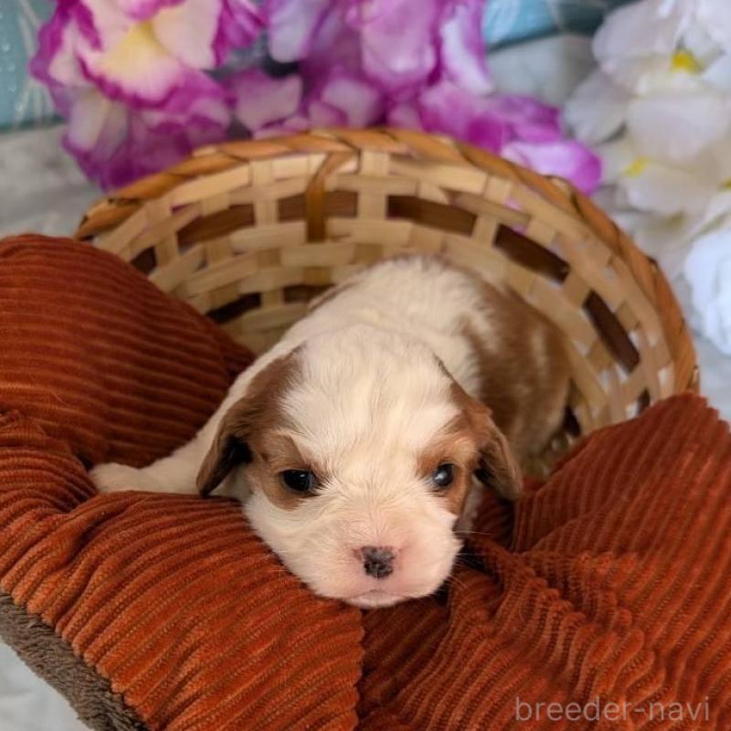 販売中の埼玉県のキャバリアキングチャールズスパニエル-433011