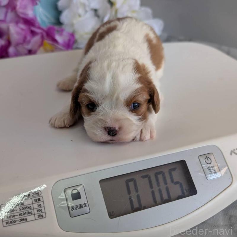 販売中の埼玉県のキャバリアキングチャールズスパニエル-433011の2枚目