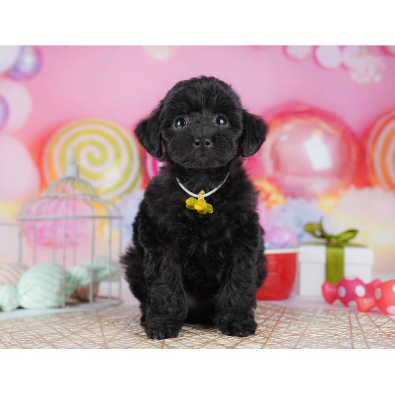 販売中の千葉県のトイプードル-433091の9枚目