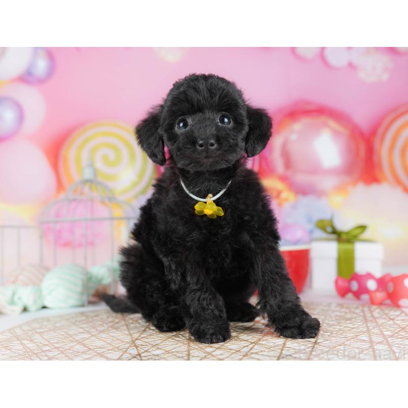 販売中の千葉県のトイプードル-433091の8枚目