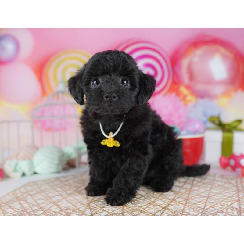 販売中の千葉県のトイプードル-433091の7枚目