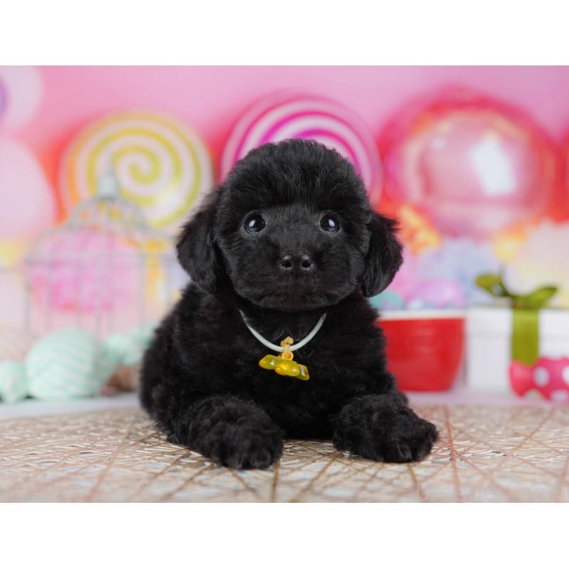 販売中の千葉県のトイプードル-433091の6枚目