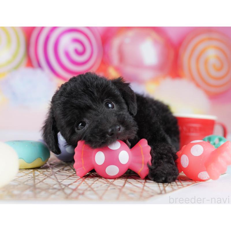 販売中の千葉県のトイプードル-433091