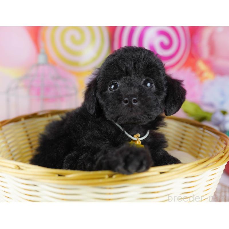 販売中の千葉県のトイプードル-433091の5枚目