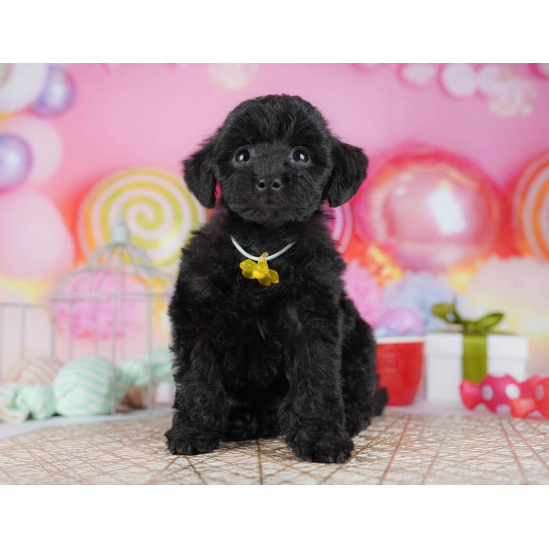 販売中の千葉県のトイプードル-433091の4枚目