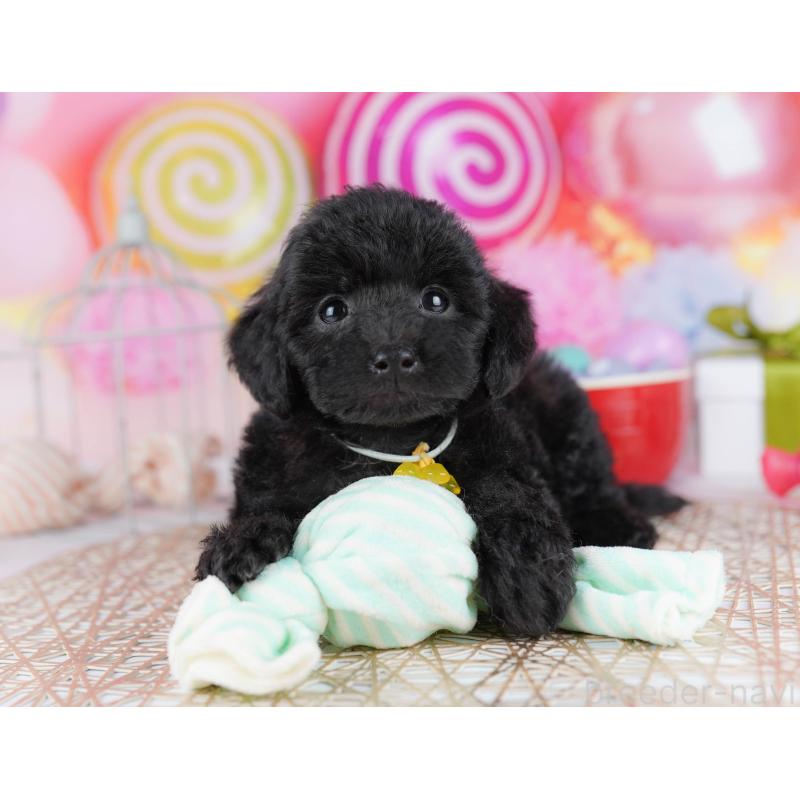 販売中の千葉県のトイプードル-433091の3枚目