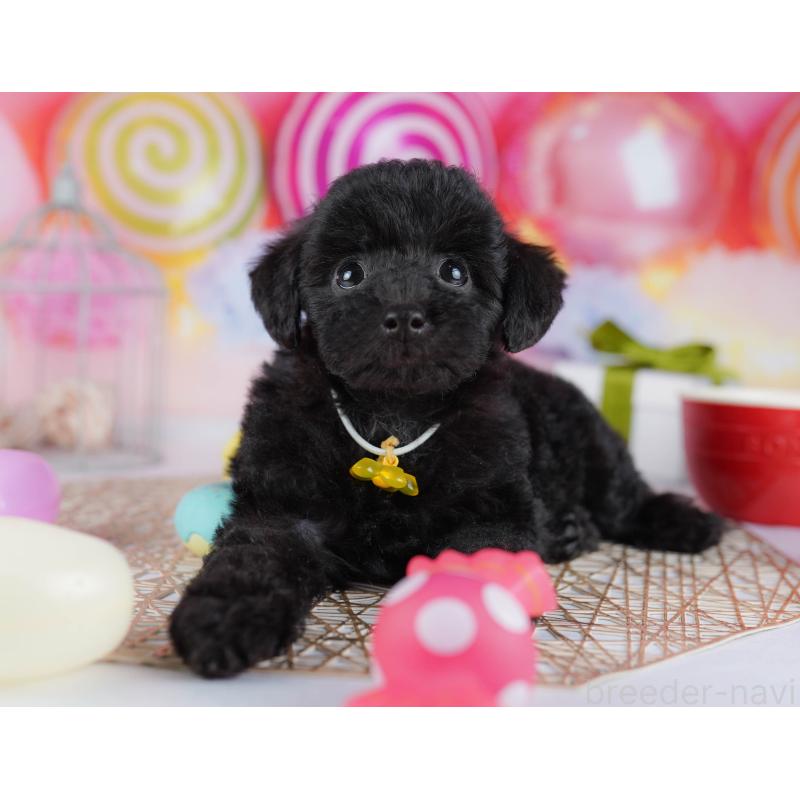 販売中の千葉県のトイプードル-433091の2枚目