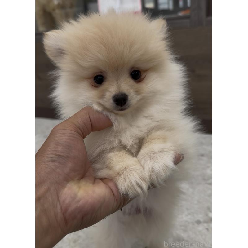 販売中の福岡県のポメラニアン-427717の6枚目