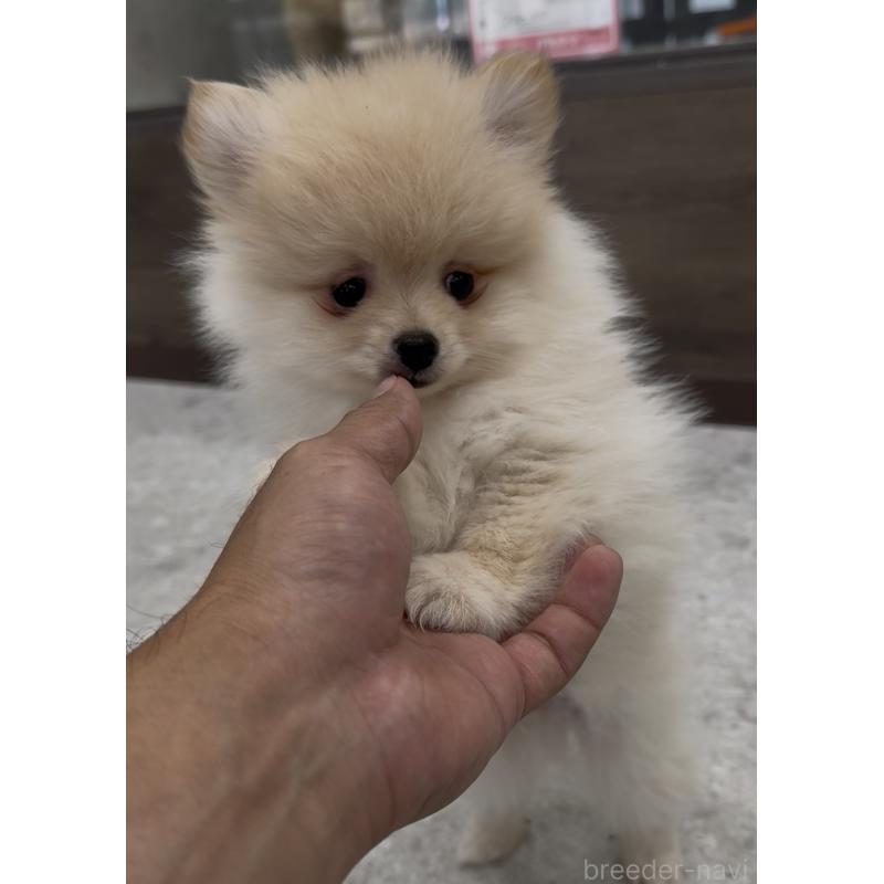 販売中の福岡県のポメラニアン-427717の5枚目