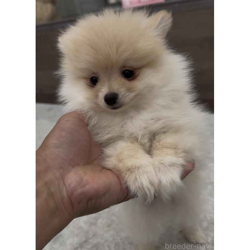 販売中の福岡県のポメラニアン-427717の4枚目