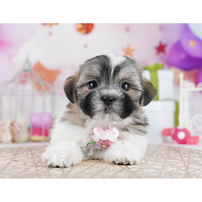 販売中の千葉県のマルシーズー:マルチーズ×シーズー-433094の10枚目