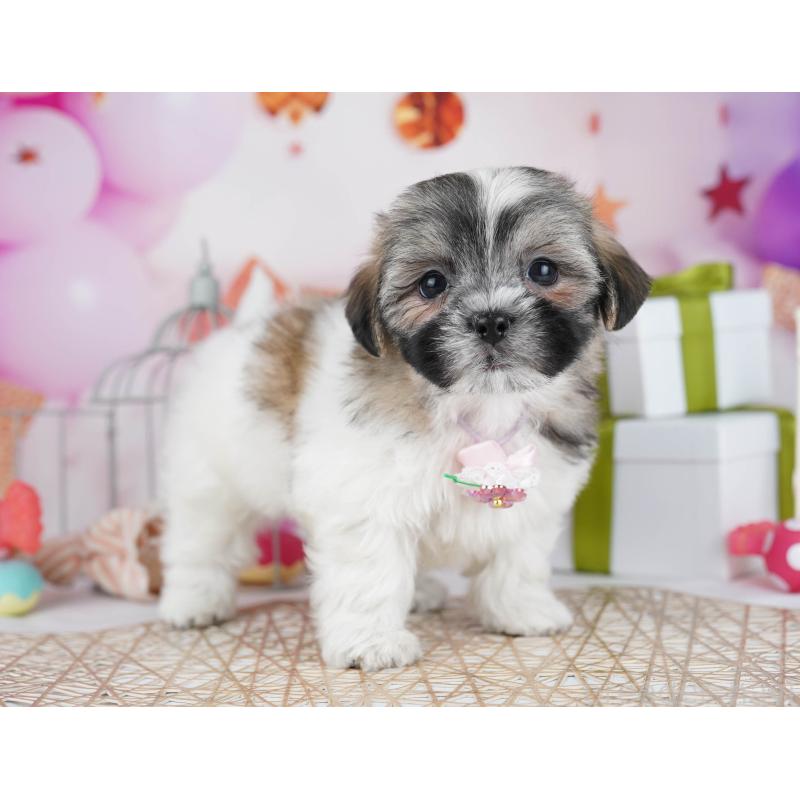 販売中の千葉県のマルシーズー:マルチーズ×シーズー-433094の9枚目