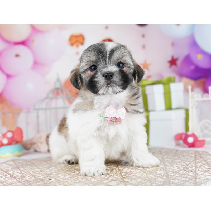 販売中の千葉県のマルシーズー:マルチーズ×シーズー-433094の8枚目