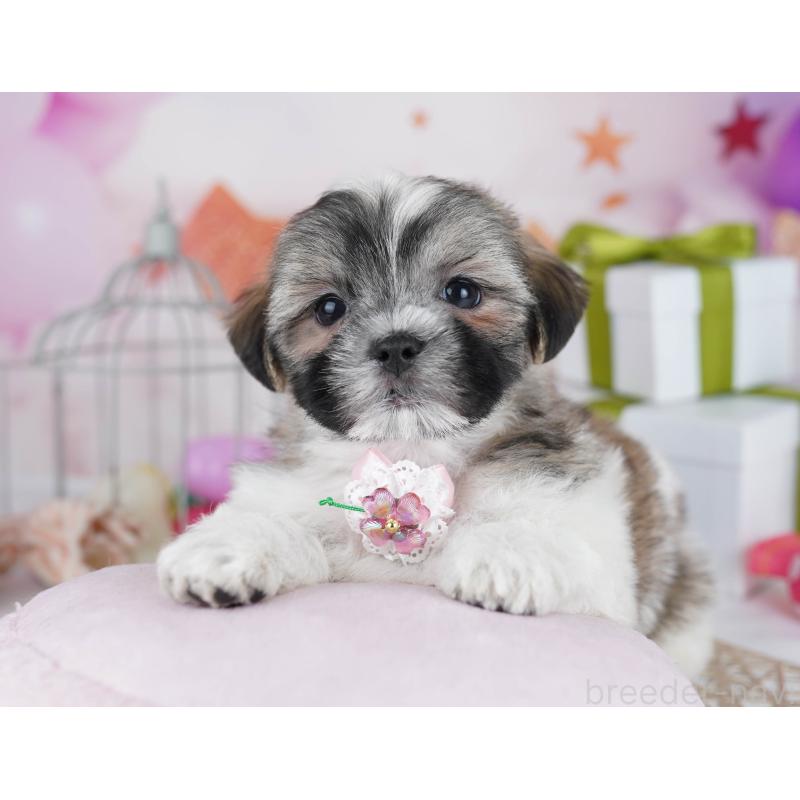 販売中の千葉県のマルシーズー:マルチーズ×シーズー-433094の7枚目