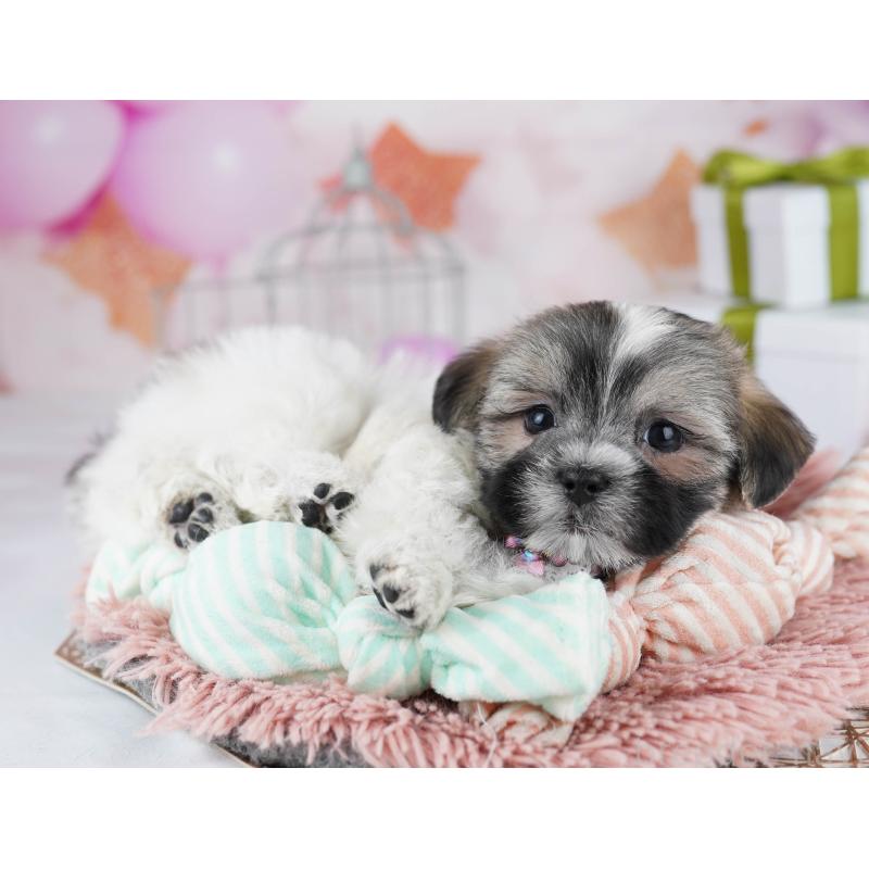 販売中の千葉県のマルシーズー:マルチーズ×シーズー-433094