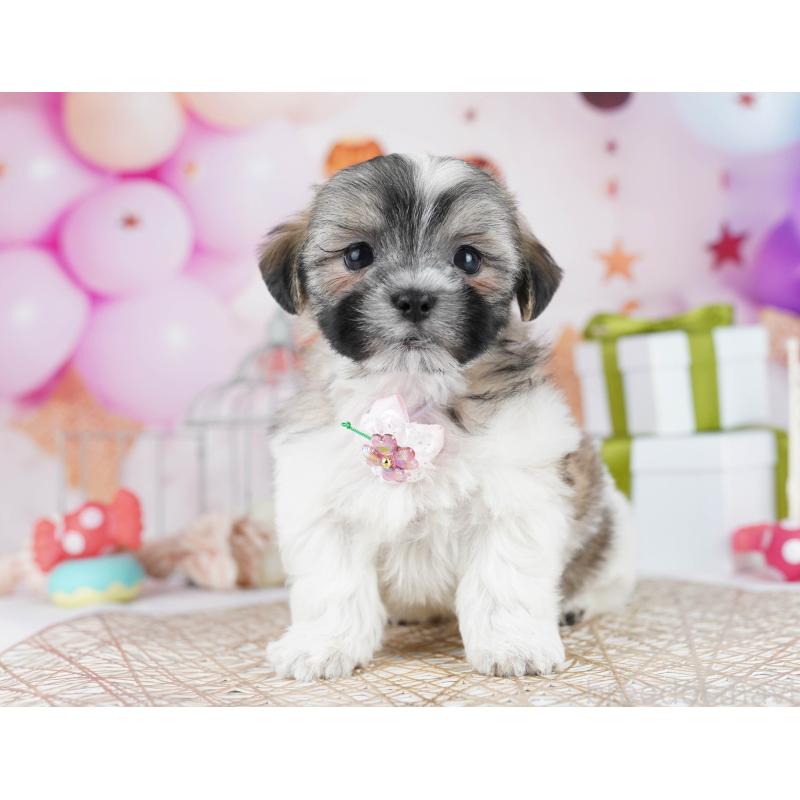 販売中の千葉県のマルシーズー:マルチーズ×シーズー-433094の6枚目