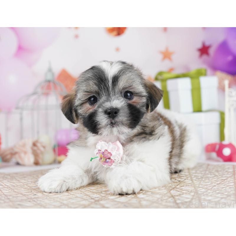 販売中の千葉県のマルシーズー:マルチーズ×シーズー-433094の5枚目