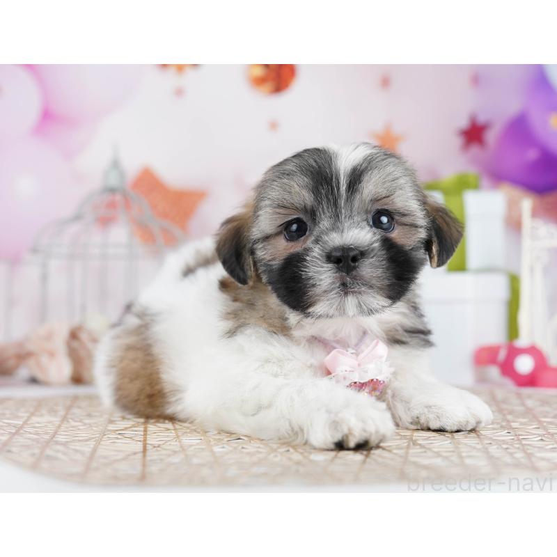 販売中の千葉県のマルシーズー:マルチーズ×シーズー-433094の4枚目