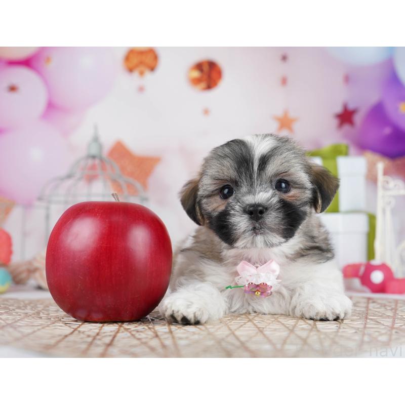 販売中の千葉県のマルシーズー:マルチーズ×シーズー-433094の3枚目