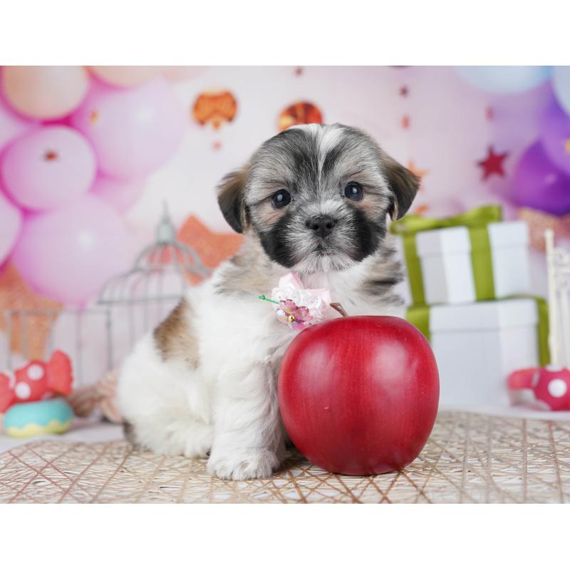 販売中の千葉県のマルシーズー:マルチーズ×シーズー-433094の2枚目