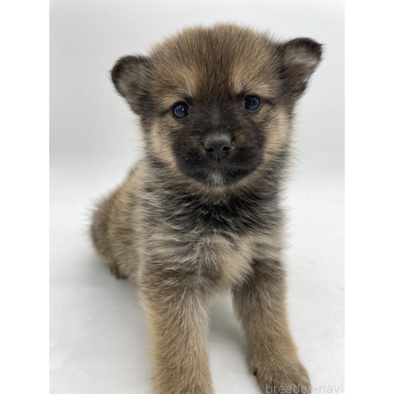 販売中の千葉県のミックス犬-433013の1枚目