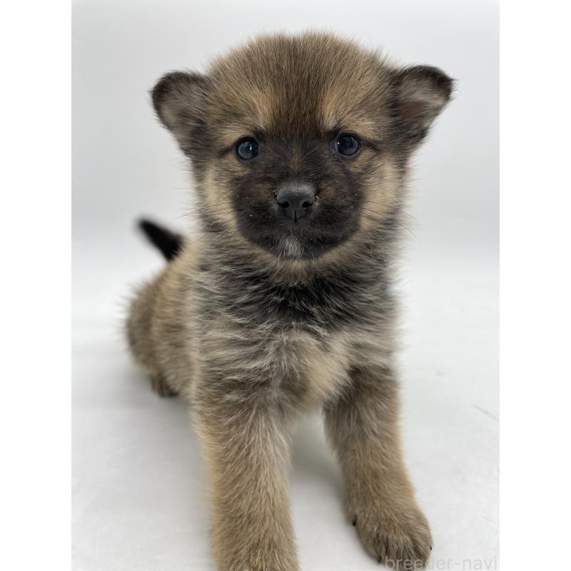 販売中の千葉県のミックス犬-433013の14枚目