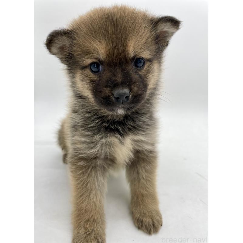 販売中の千葉県のミックス犬-433013の13枚目