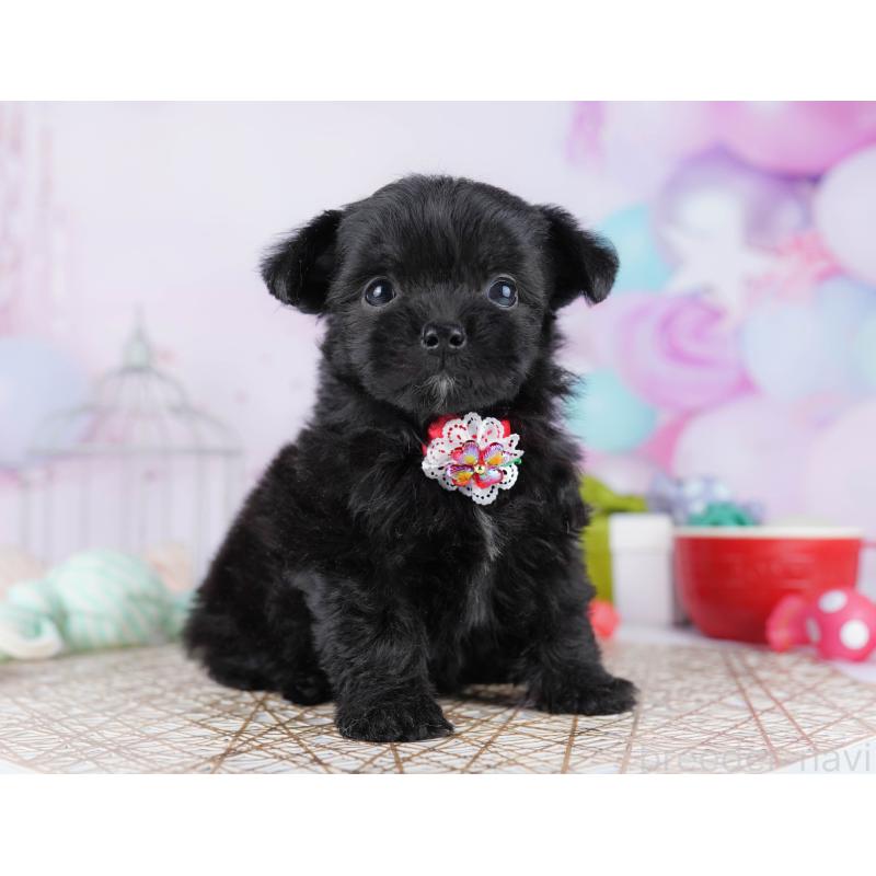 販売中の千葉県のミックス犬-433093の10枚目