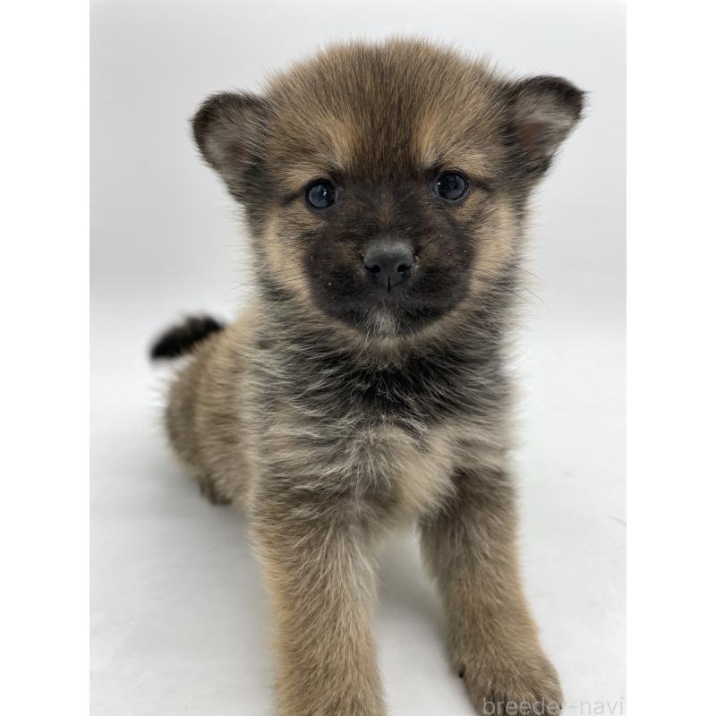 販売中の千葉県のミックス犬-433013の12枚目