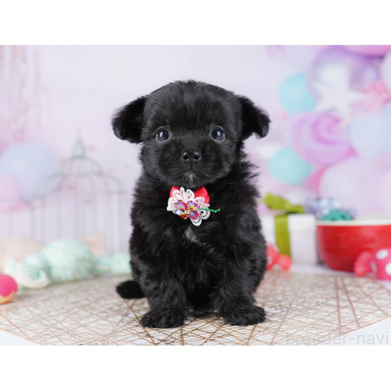 販売中の千葉県のミックス犬-433093の9枚目