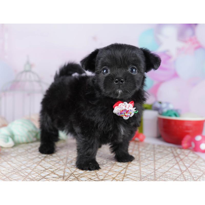 販売中の千葉県のミックス犬-433093の8枚目