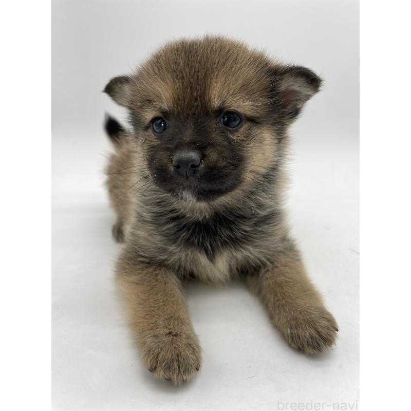 販売中の千葉県のミックス犬-433013の11枚目