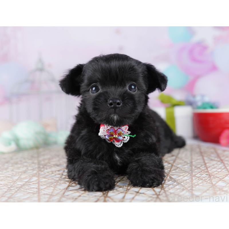 販売中の千葉県のミックス犬-433093の7枚目