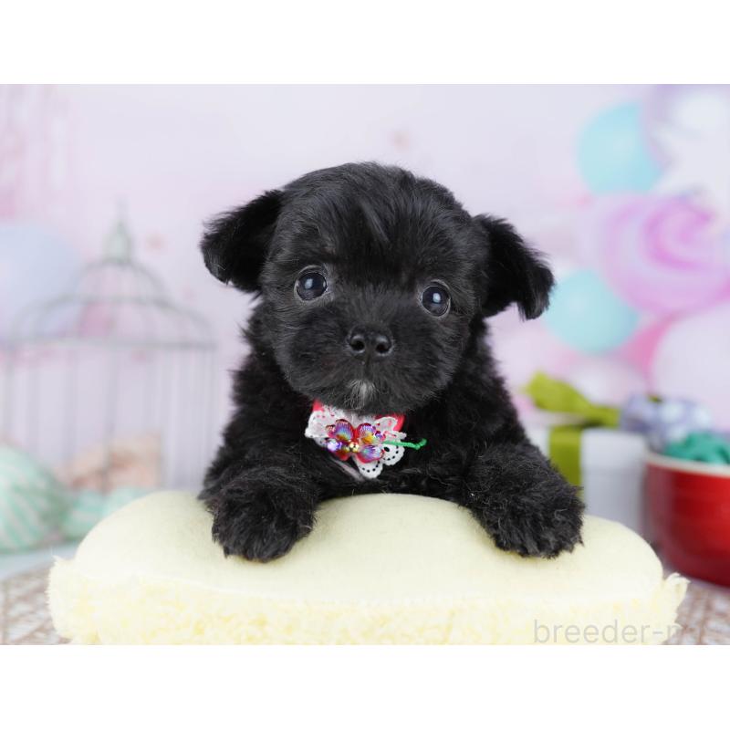 販売中の千葉県のミックス犬-433093の6枚目