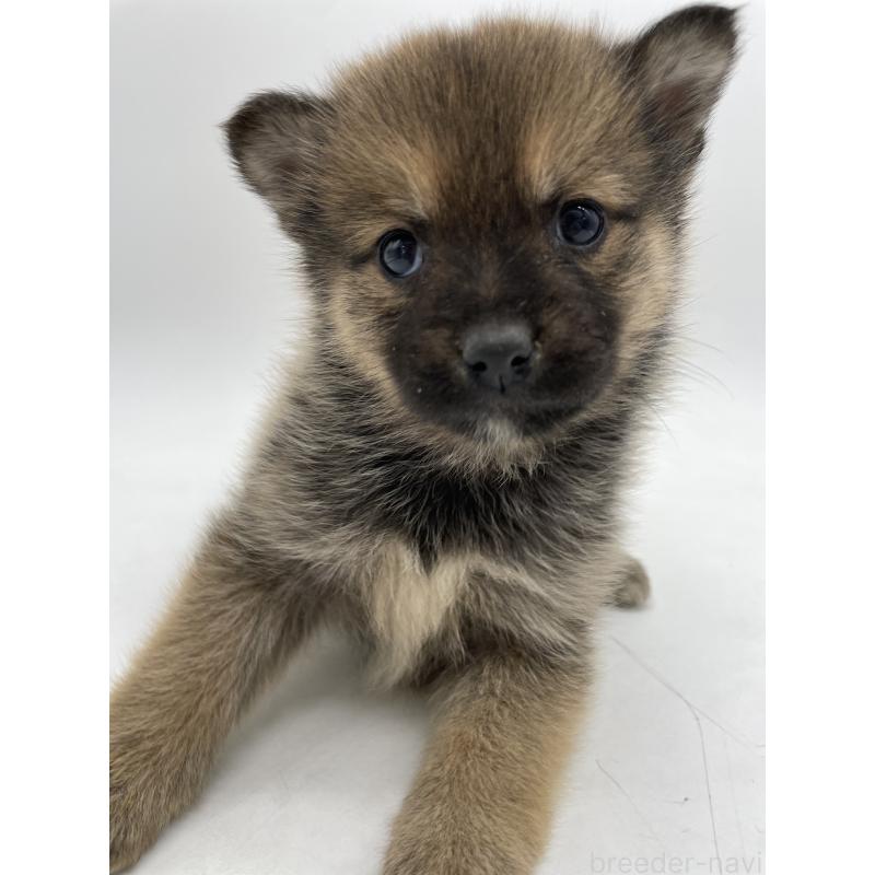 販売中の千葉県のミックス犬-433013の10枚目