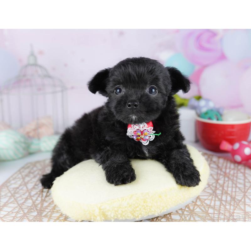 販売中の千葉県のミックス犬-433093の5枚目