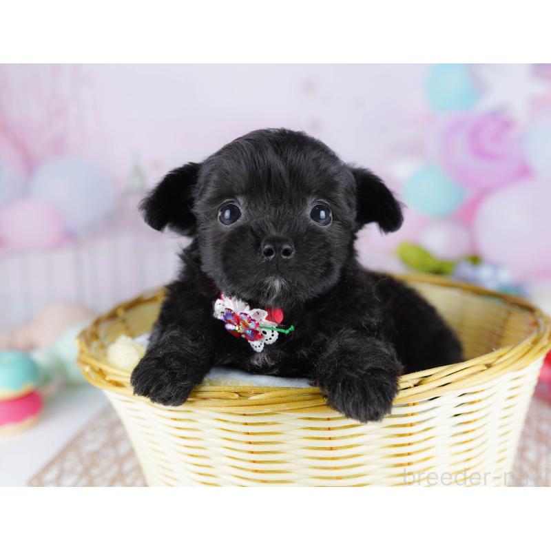 販売中の千葉県のミックス犬-433093