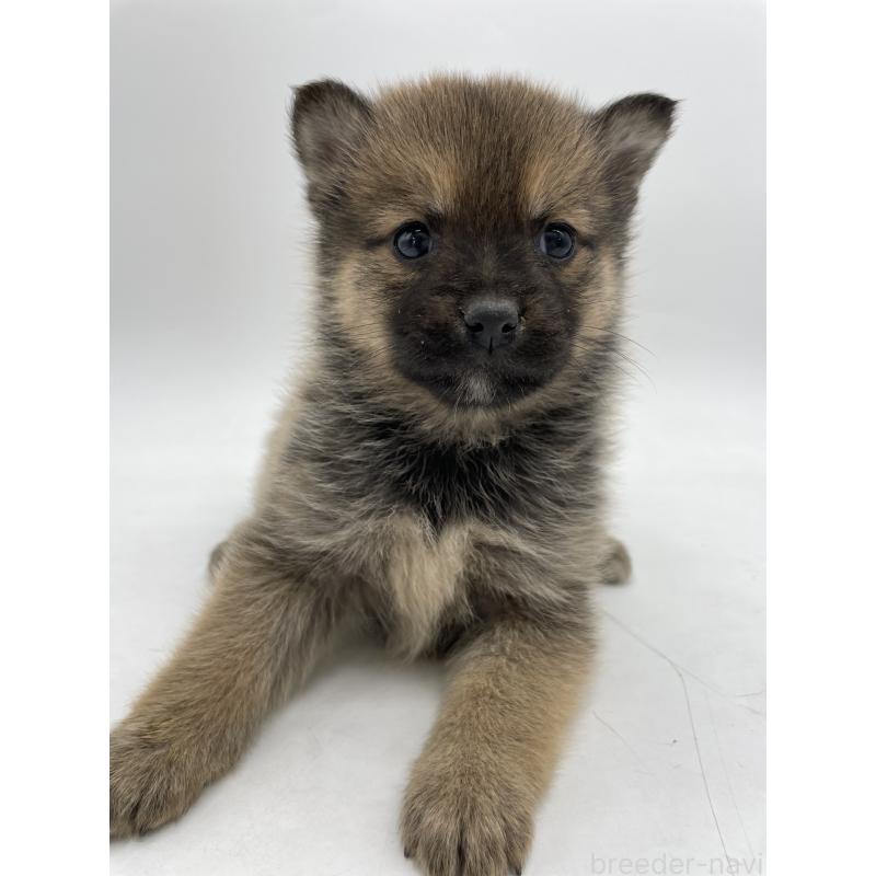 販売中の千葉県のミックス犬-433013の9枚目