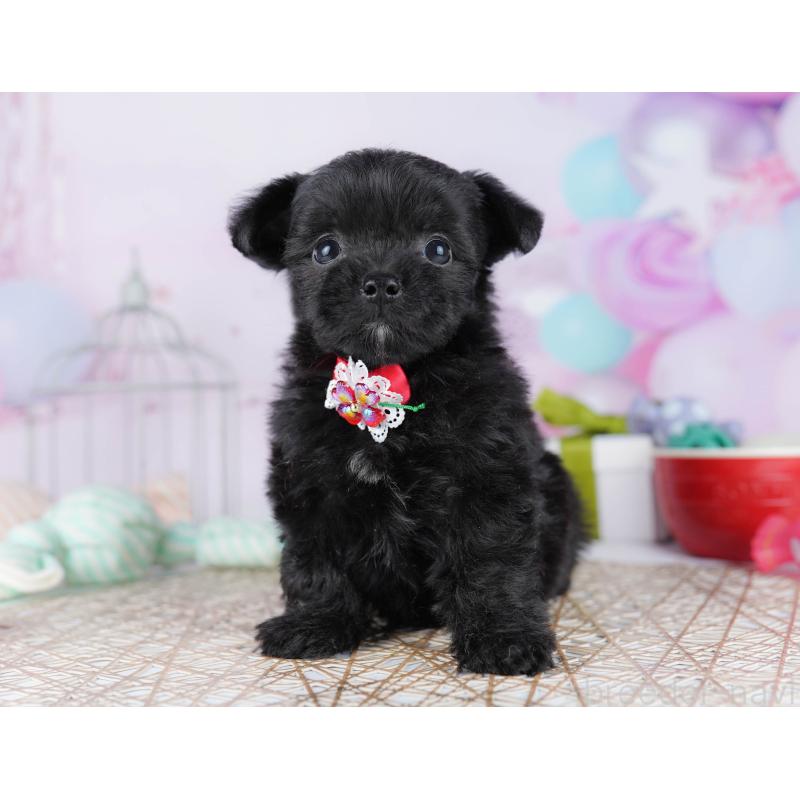 販売中の千葉県のミックス犬-433093の4枚目