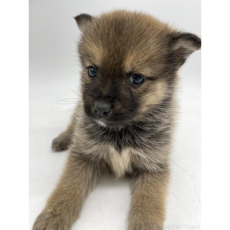 販売中の千葉県のミックス犬-433013の8枚目