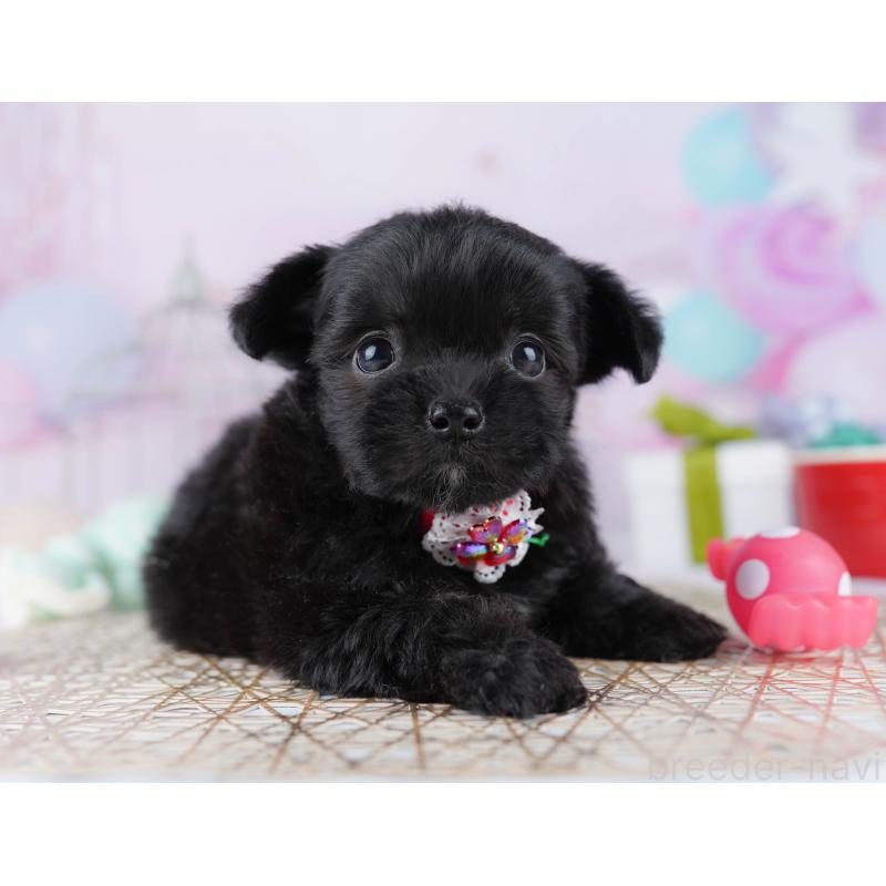 販売中の千葉県のミックス犬-433093の3枚目