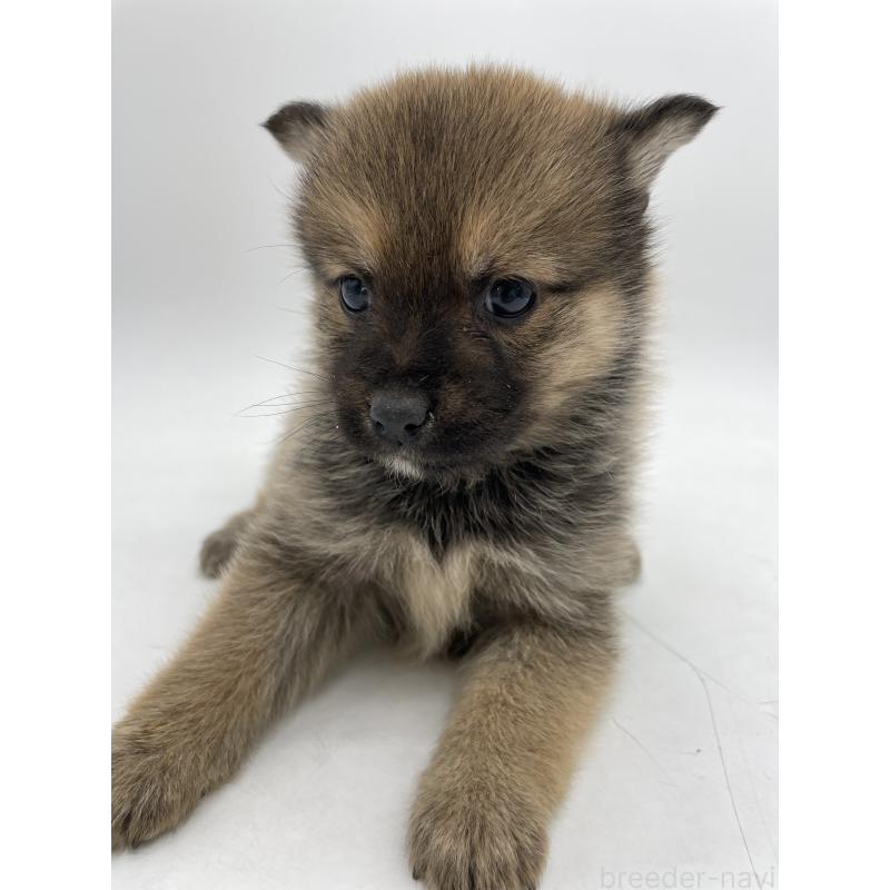 販売中の千葉県のミックス犬-433013の7枚目