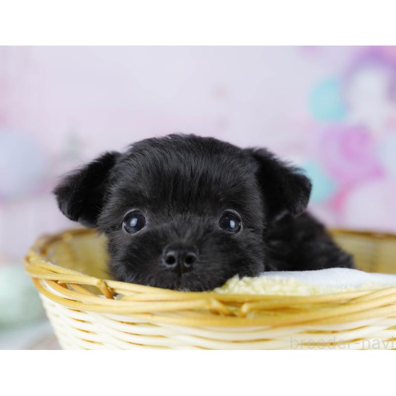 販売中の千葉県のミックス犬-433093の2枚目