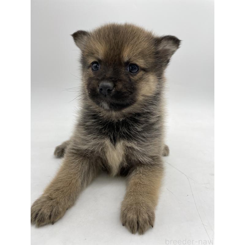 販売中の千葉県のミックス犬-433013の6枚目