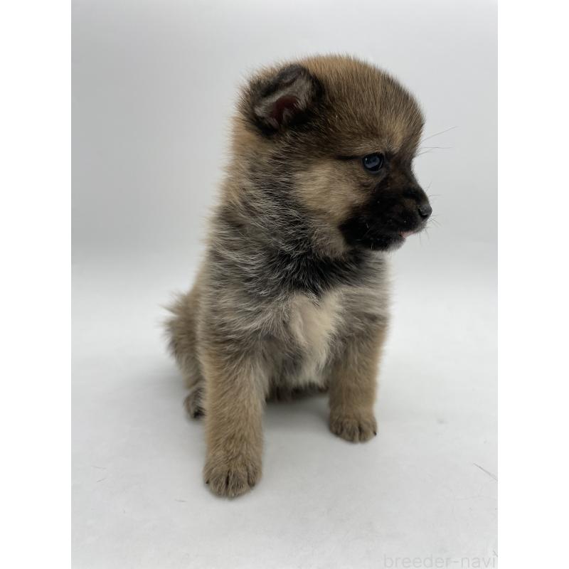 販売中の千葉県のミックス犬-433013の5枚目