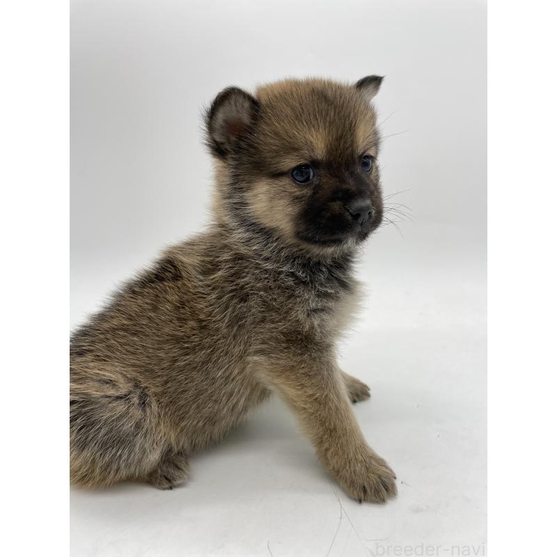 販売中の千葉県のミックス犬-433013の4枚目