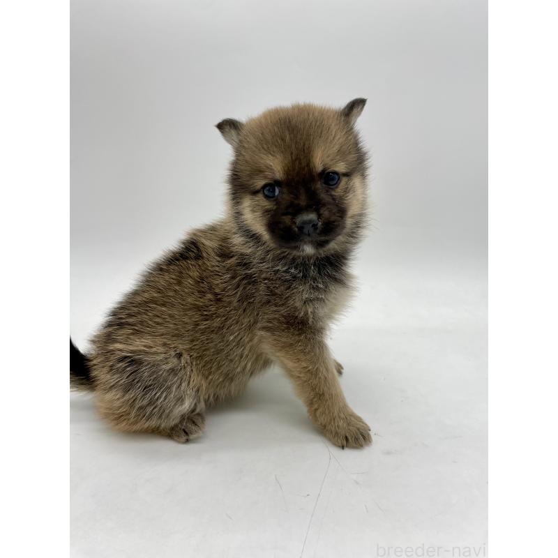 販売中の千葉県のミックス犬-433013の3枚目