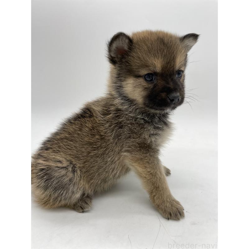 販売中の千葉県のミックス犬-433013の2枚目