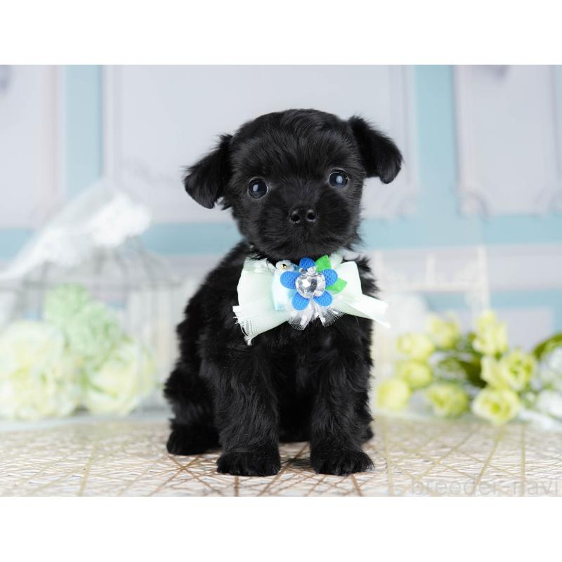 販売中の千葉県のミックス犬-433092の10枚目