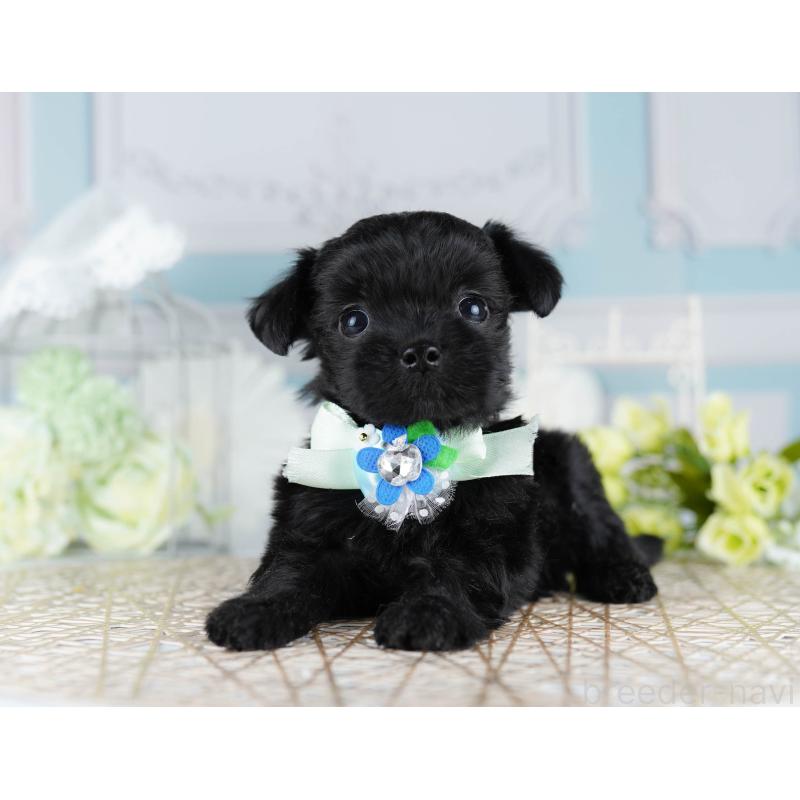 販売中の千葉県のミックス犬-433092の9枚目